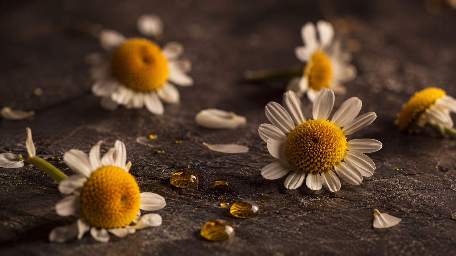 Chamomile Extract: The Calming Ingredient Behind Ember’s Formula
