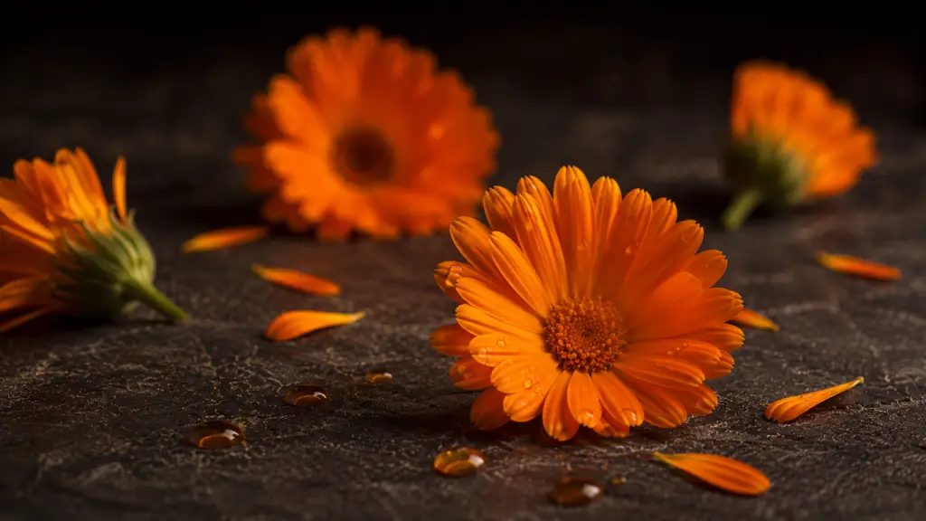 How Calendula Extract Rebuilds a Damaged Skin Barrier
